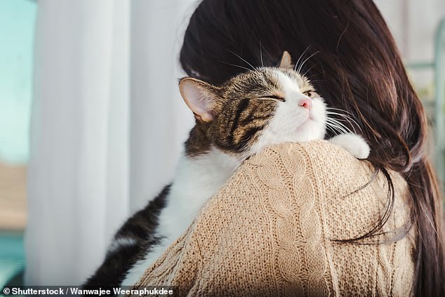 Some cats showed key indicators of grief, including changes in sleeping, eating, playing, seeking attention (stock image), hiding, and spending time alone.