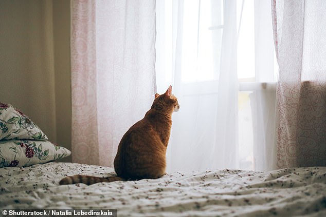 The team found that grieving behaviors varied depending on the cat's relationship to the deceased animal (file image)