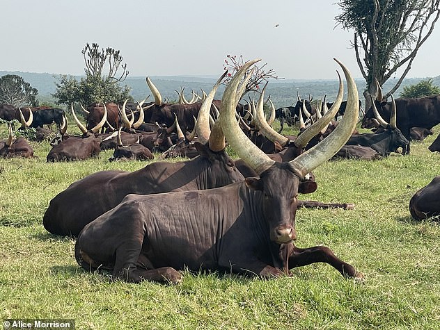 While in Uganda's largest game park, Alice spies on a 