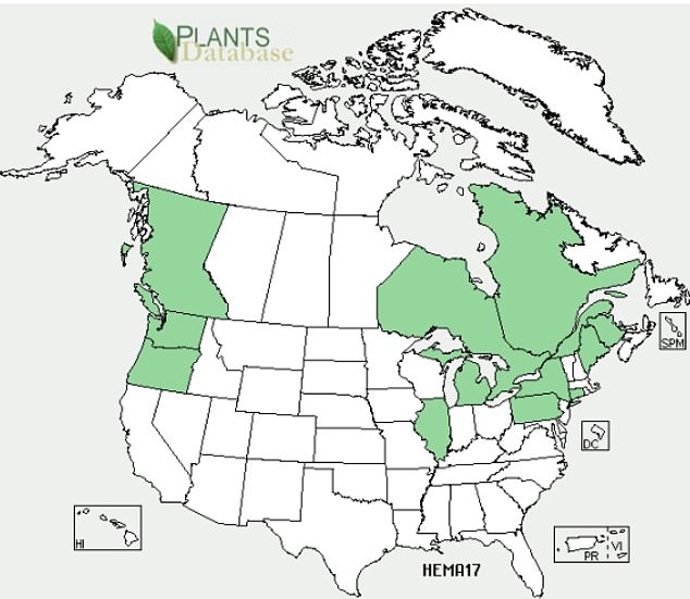 The plant has been established in several states, including Connecticut, Washington DC, Illinois, Maine, Maryland, Massachusetts, Michigan, Ohio, Oregon, Pennsylvania, Washington, and Wisconsin.