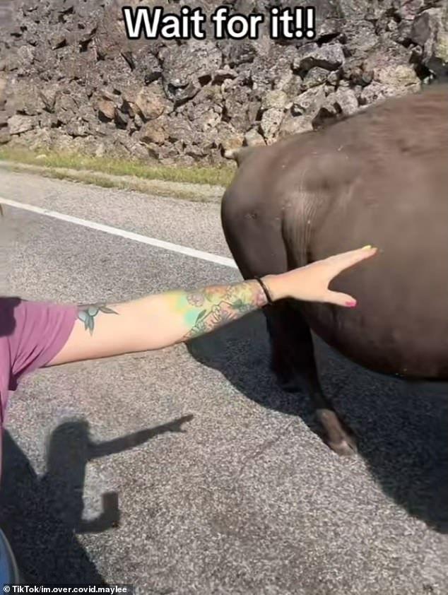 As the car approaches the 2,000-pound beast, Maylee attempts to reach out and touch the bovine, but misses by just a few inches.