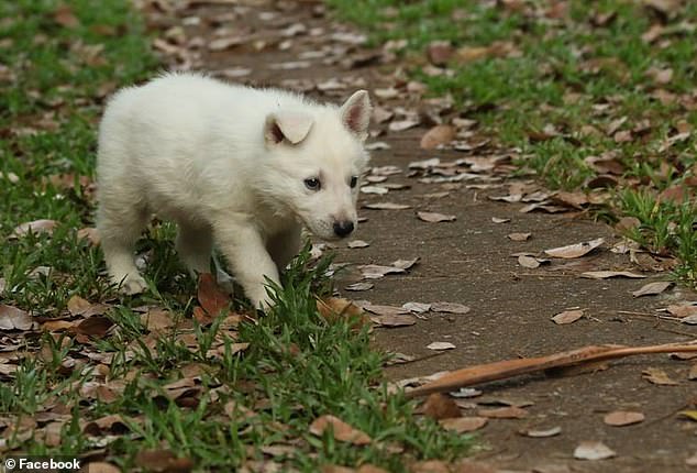 In 2016, Britton uploaded a photo of one of her dogs, Bolt, as a puppy (pictured)