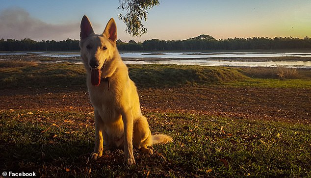 The court heard Britton began abusing his dogs, Ursa and Bolt (pictured), in 2014.