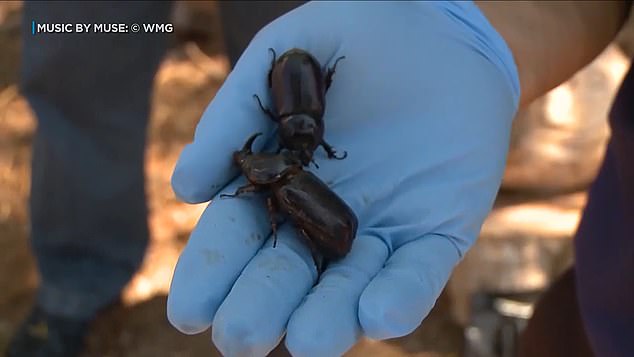 Native to Southeast Asia, coconut rhinoceros beetles are one of the most damaging pests of coconut palms and could pose a threat to Hawaii's only endangered native palm tree, the Loulu.