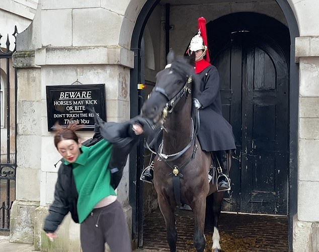 In one terrifying incident, a woman ignored the sign and touched the horse's face. The animal then bit her arm (which was wrapped in the sleeve of a black padded jacket) and pulled her back and forth before finally releasing her.