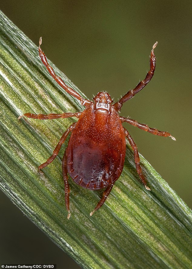 Adult female long-horned tick climbing a blade of grass.