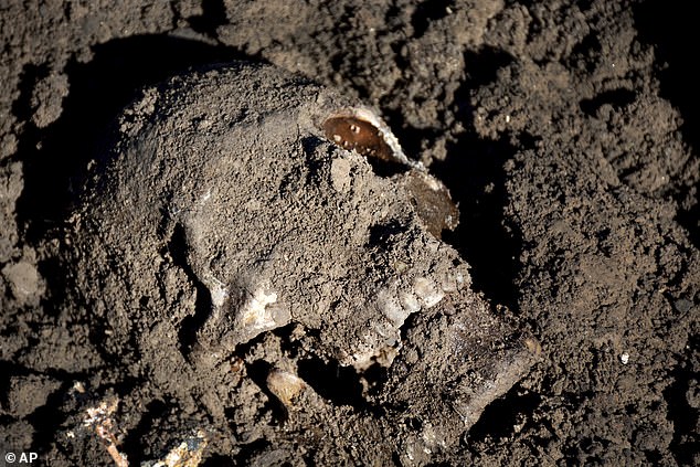 A human skull in a mass grave of Yazidis in Sinjar, photographed in 2015 after the IS genocide