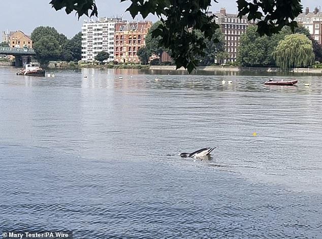 Open water swimming star Toby Robinson, who finished 14th, called for a clean-up of the Thames in London.