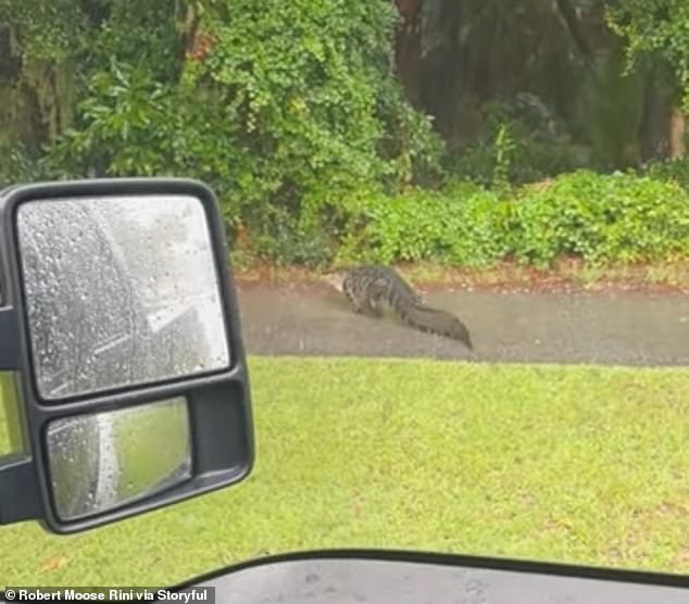 The witness saw an alligator crawling along a sidewalk.