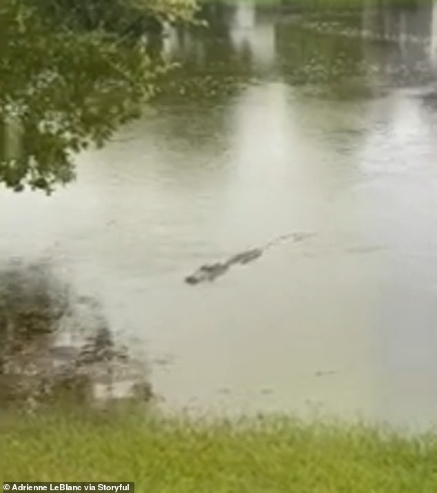 Adrienne LeBlanc filmed an alligator swimming in an overflowing lagoon in Bluffton, South Carolina