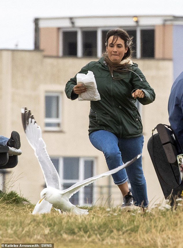 A seagull grabs a paper bag full of food. According to the owners of Cheesy Toasty Shack, the problem is getting worse.