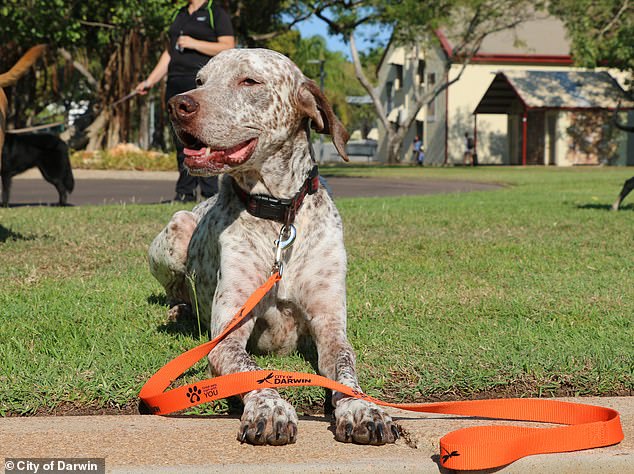 Pictured: A stock image of a dog on an orange leash from the City of Darwin, just like the one the internet sleuth spotted in Britton's abuse video.