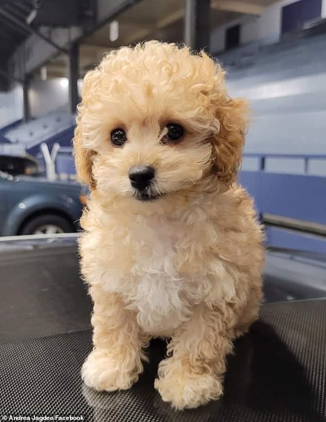 Tiny Maltipoo Sky was tragically killed by the larger dog after the vicious attack.