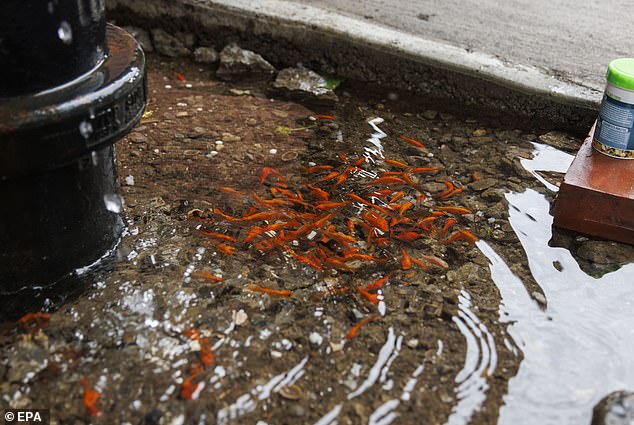 Veterinarian Julius Tepper, who runs the Long Island Fish Hospital, said there are dangers in keeping the fish in the makeshift pond.