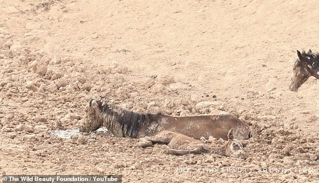 The horses became trapped in a mud hole while desperately searching for drinking water in the Muddy Creek Herd Management Area in central Utah.