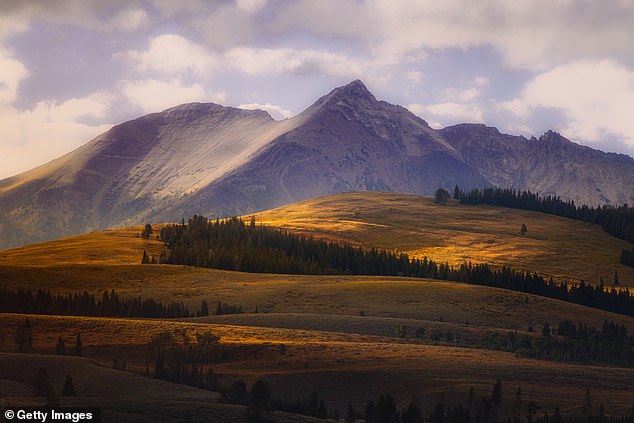 Sightings have been reported in places like towns, farms and ranches in the Northern Rockies, where they had not been seen in over a century. Seen here is Yellowstone National Park