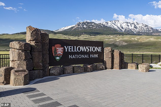 In Yellowstone, there is only one grizzly bear attack per year on average due to bear-proof trash bins, widespread use of bear spray and other safety measures.