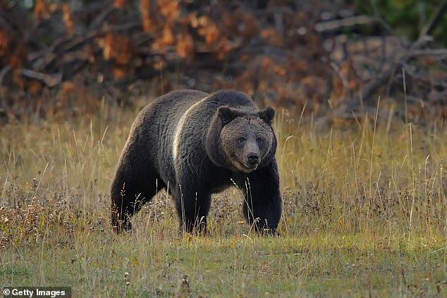 Grizzly bear advocates are fighting to keep their protections, saying the population is nothing compared to the 50,000 that roamed the western United States 200 years ago.