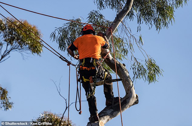 The worker said that to be a tree trimmer he had to get a certification in arboriculture (archive photo of a tree trimmer)