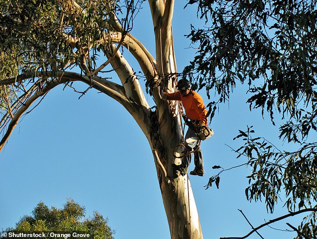 Industry experts have said the high salary of a freelancer takes into account factors such as risk and skills (pictured: a tree surgeon).