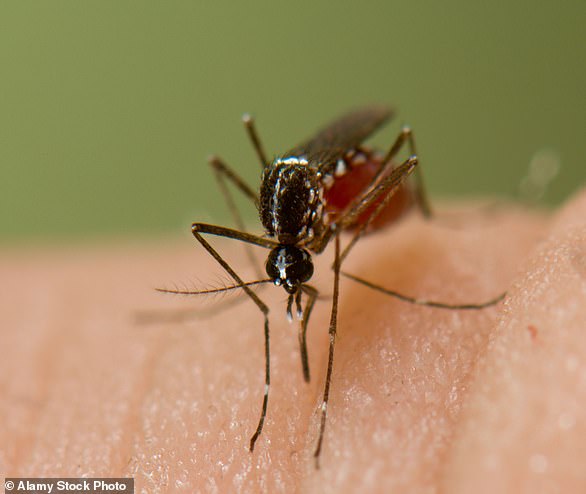 Dengue is transmitted by mosquitoes, but only by certain species (archive image)