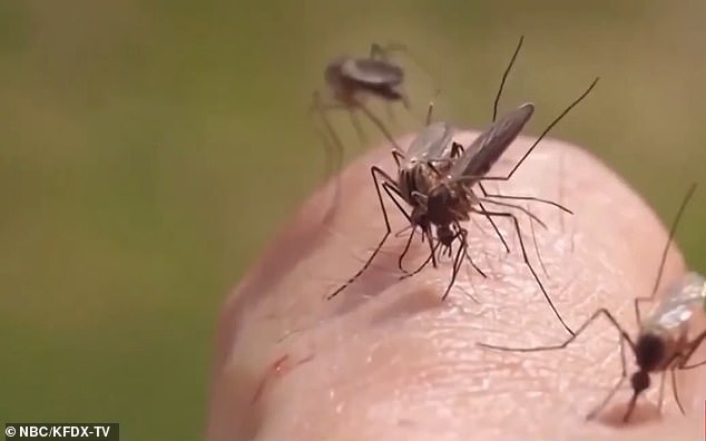 The virus is most often transmitted through the bites of infected mosquitoes, an unfortunate reality of life in the Lone Star State as the summer months draw to a close.