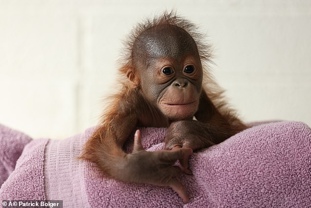 Dublin Zoo has a new resident after its 19-year-old orangutan, Mujur, gave birth to an adorable male baby.