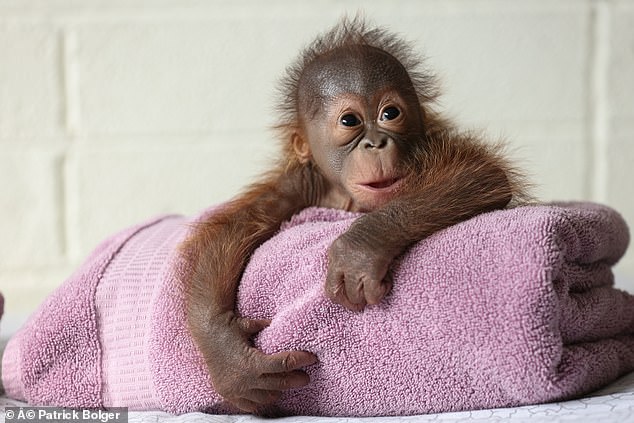 While Mujur attempted to feed her baby, unfortunately she was not positioning him correctly for feeding, and zookeepers decided to start bottle-feeding him.