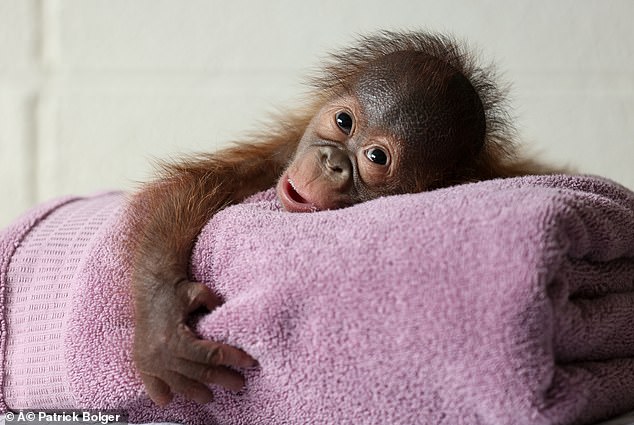 Zookeepers are now caring for the baby, before it is transferred to Monkey World, an ape rescue centre in Dorset.