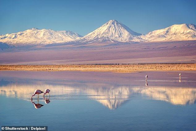 Charlotte begins her adventure at Laguna Chaxa (pictured above) where flamingos peck at the water almost silently.