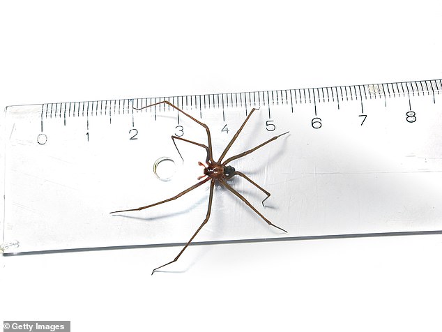 Doctors suggest he may have been bitten by the brown recluse spider (file image), which lives in 16 US states, mainly in the South, and is venomous.