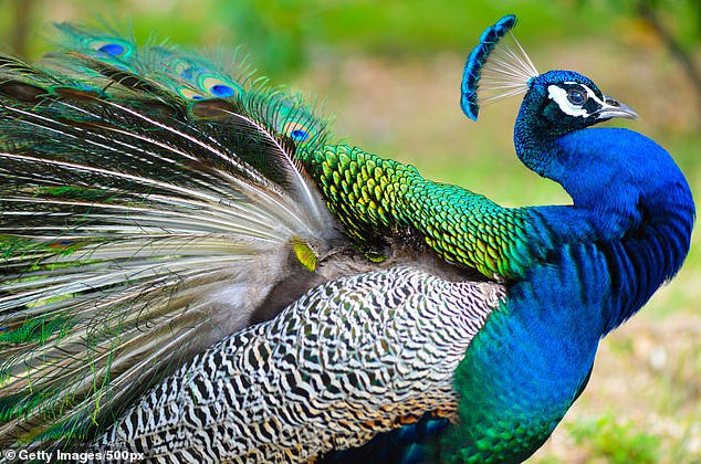 The birds once had huge populations in parts of northern India, but rapid urbanisation has drastically reduced their numbers in the wild.