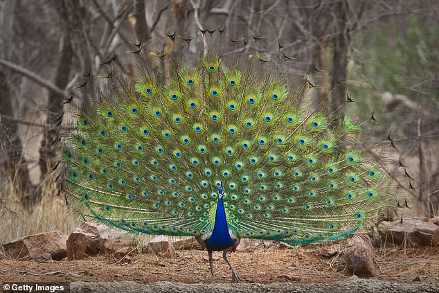 Peacocks have special symbolic importance in India and are protected by strict wildlife laws (file photo)