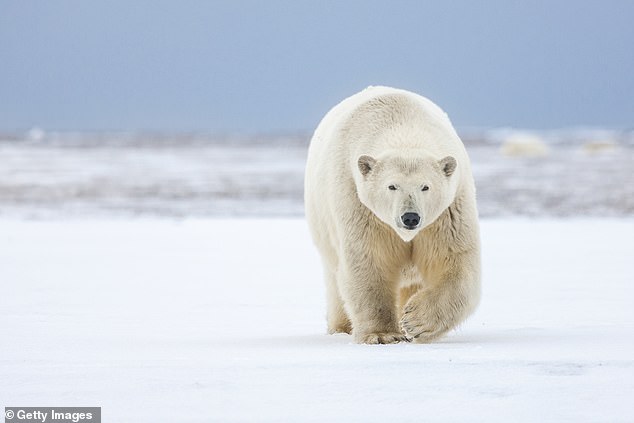 The tragedy occurred on August 8 on Brevoort Island, Nunavut, and also resulted in the euthanasia of one of the bears.