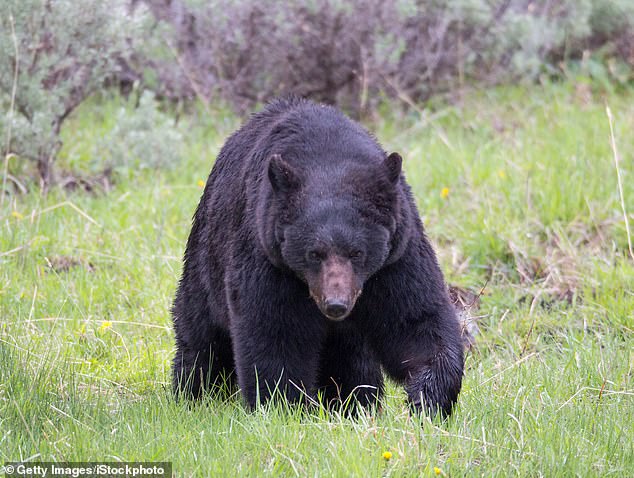 File image: A large adult (male) wild boar makes its way through the grass. Yellowstone National Park