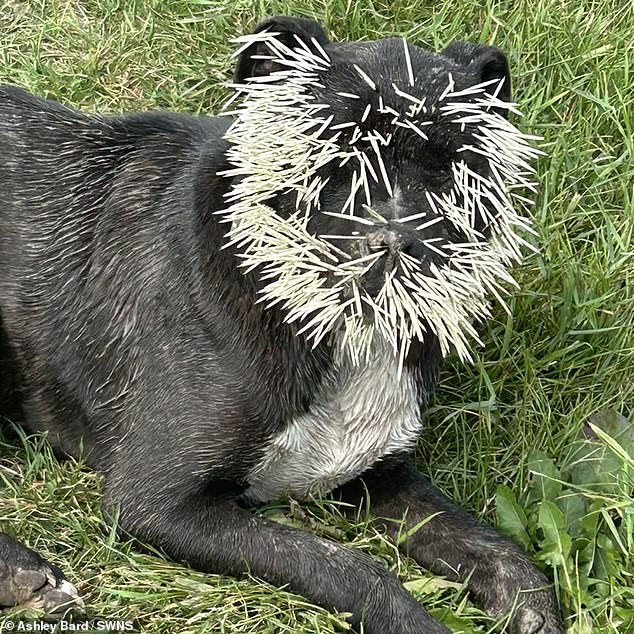 Porcupine quills were found in the pup's eyes, nose and mouth.