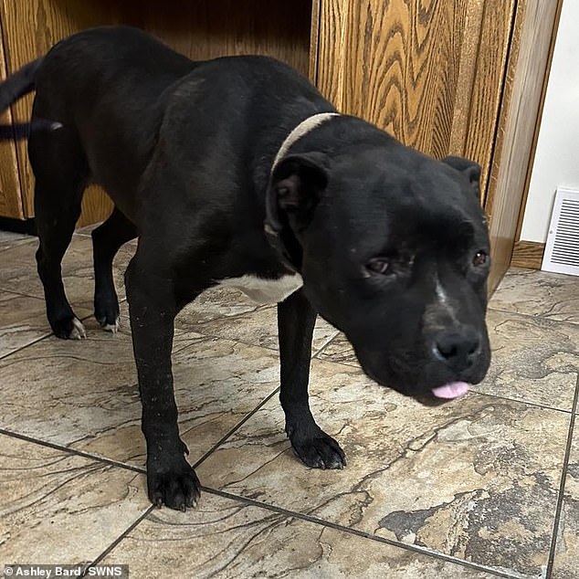 Brutus, the dog without porcupine quills on his head, after his rescue in Alberta