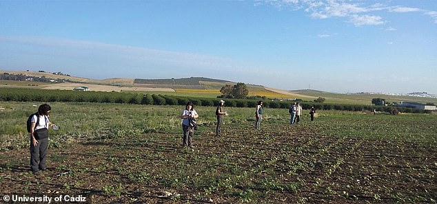 Researchers used georadar technology to locate wall structures of ancient residences that were not visible from the surface.