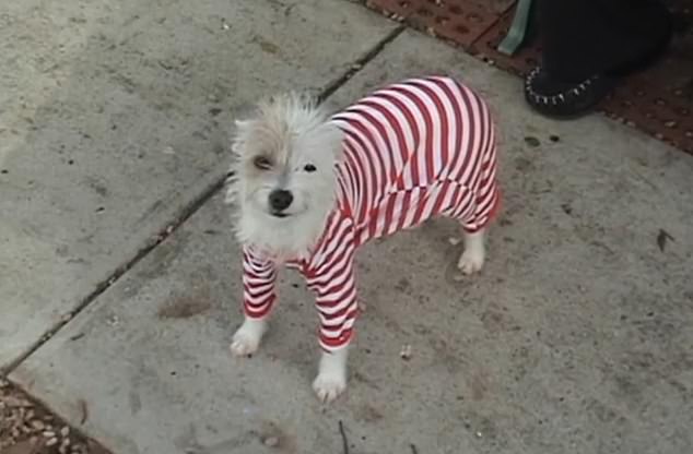 The Maltese dog (pictured before she went missing) was 16 when she escaped from the house after a door was accidentally left open. The nearly 18-year-old dog sadly died just one day after being reunited with her family.