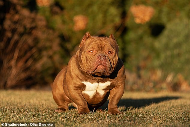 The breed called Bullycat is believed to have received its name due to its resemblance to bully dogs (pictured: an American Exotic Bully sitting on the green grass in the park)