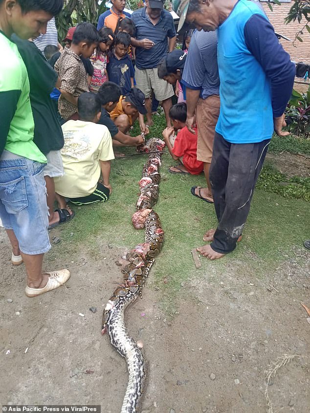 The villagers killed the reticulated python and carried its mangled carcass to Maga's house for burial.