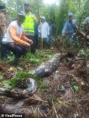 Grandmother devoured by python