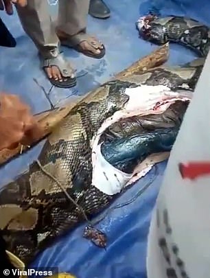 Grandmother devoured by python