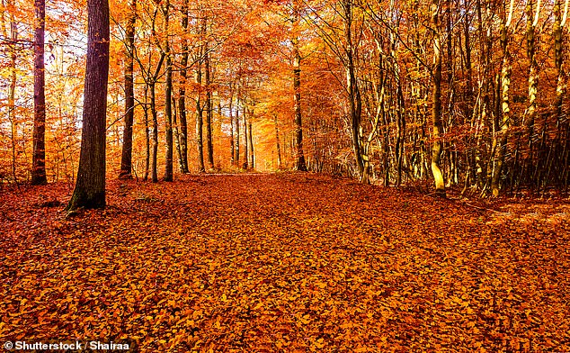 Fall in the U.S. is when the weather turns cooler as winter approaches, but most of the nation will continue to feel the heat of summer.