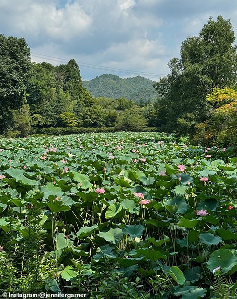 There was another natural scene of lotus flowers: 'Without mud, there is no lotus'