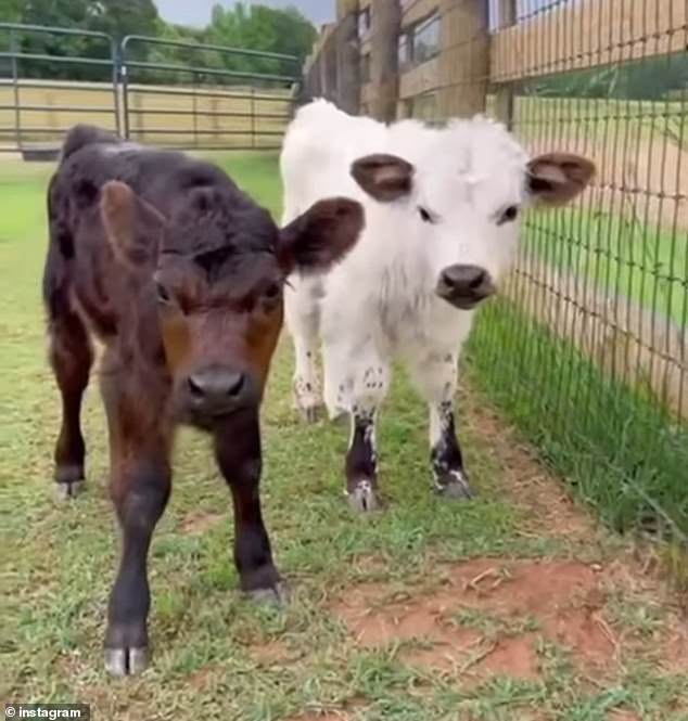 The actress walked barefoot through the grass as she cared for the various animals, scratching their heads and feeding them along the way.