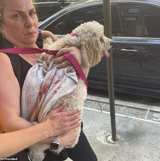 Chloe and her owner Laurie Davis after Syko's brutal attack on the little Cavachon in early May of last year. Davis took Hudson to small claims court over the $6,000 veterinary bill that resulted from the life-saving measures on Chloe.