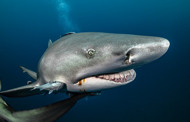 The pup is believed to have been attacked by a bull or lemon shark (pictured) who didn't like the taste of its fur enough to finish its meal (file image)