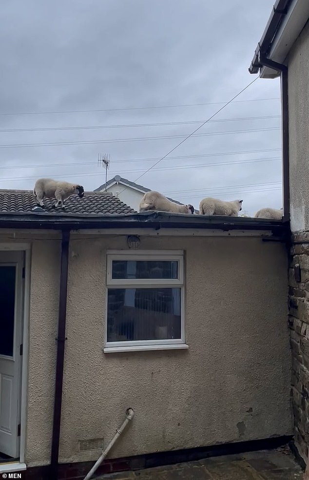 The herd calmly walked away from the other side of their house after using it as a temporary path.