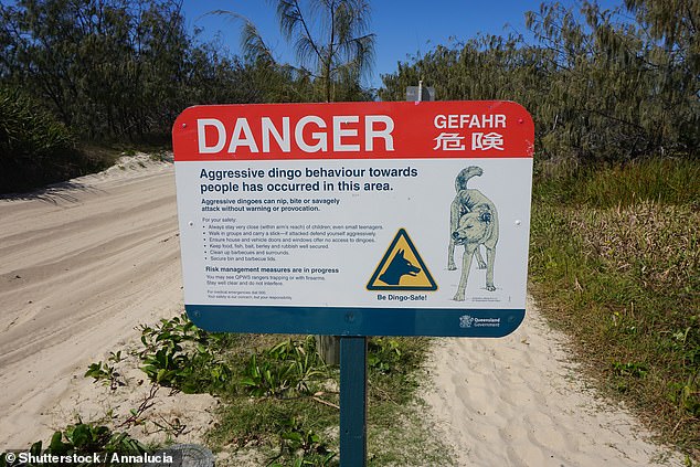 The island has been hit by a series of dingo attacks in recent years.